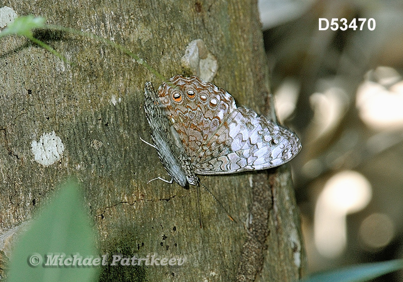 Pale Cracker (Hamadryas amphichloe)